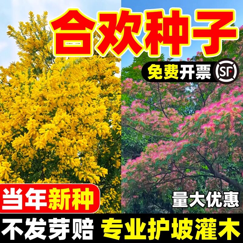 新采红花合欢种子合欢种子银合欢种子金合欢种子粉花树种子包发芽