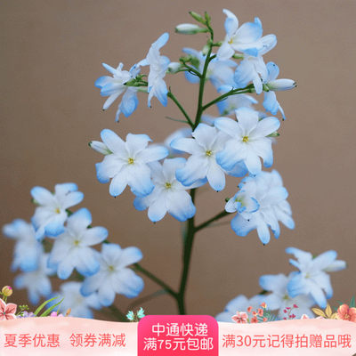 【球根】球根 多年生 有着甜甜香味的地歌菲花Zephyra elegans1球