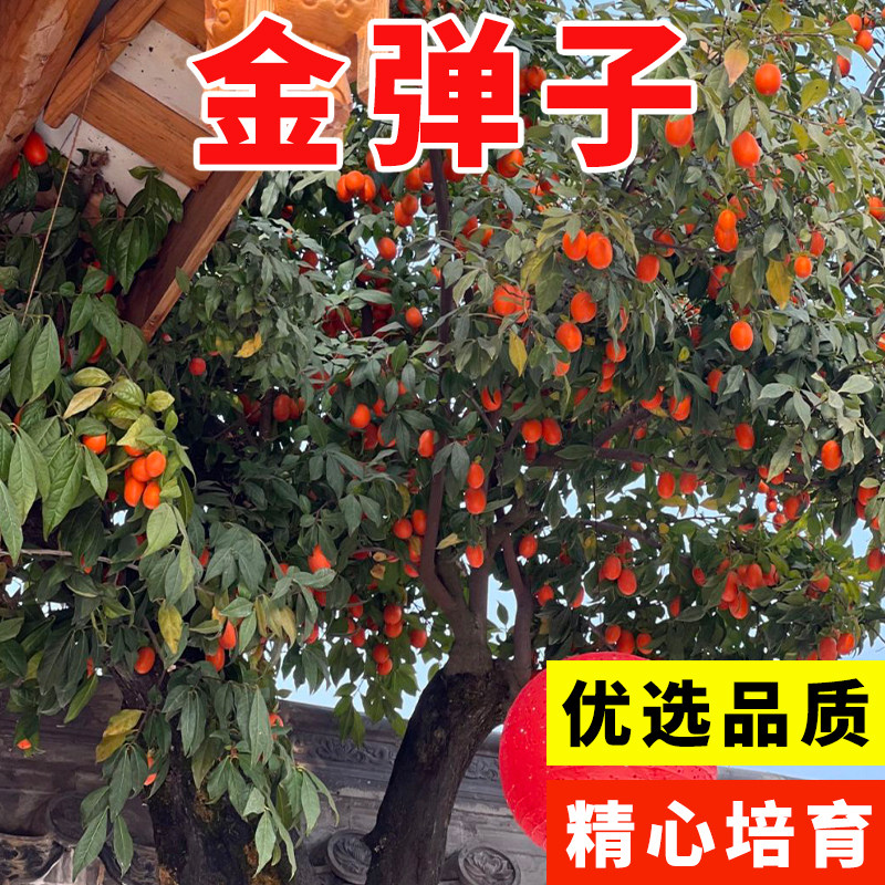 新采四川金弹子种子葫芦果鸡血红老鸦柿人参果盆景树种盆景种籽图片