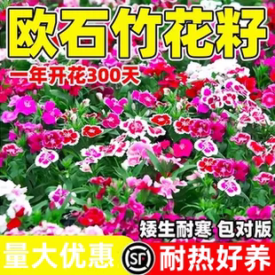 欧石竹花籽子耐寒矮生五彩石竹花种孑阳台庭院室内外四季播种