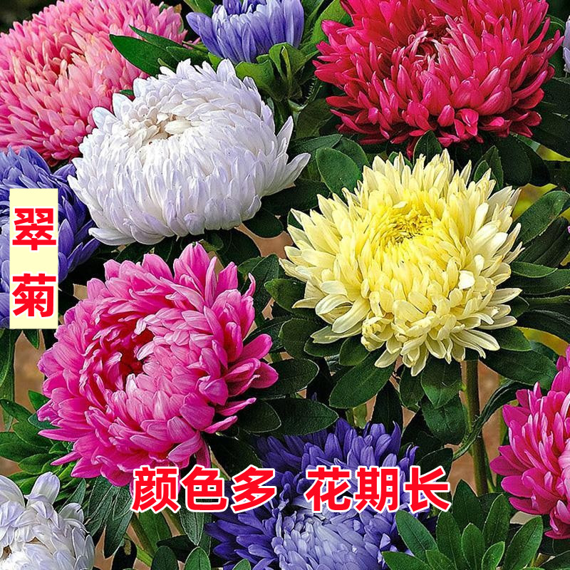 翠菊花种籽子大花好养的花种籽庭院花籽易活花种籽四季播种开花