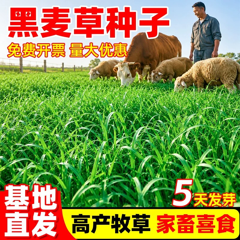 黑麦草种子四季牧草耐寒耐旱鸡鸭鹅牛羊鱼养殖高产多年生播种草籽