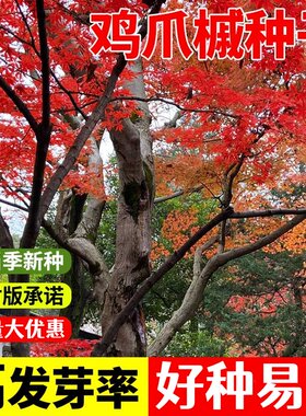 鸡爪槭种子籽树苗原生小叶鸡爪枫树苗庭院风景树四季常青苗木绿化