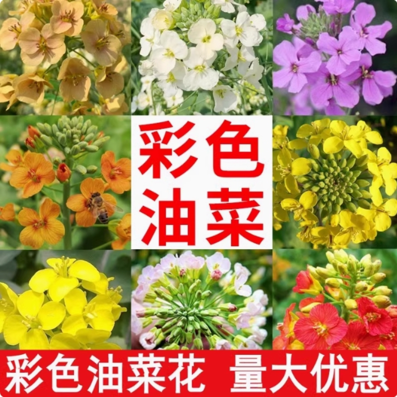 观赏彩色油菜花优质油菜花种子五彩油菜籽种子高产榨油春秋播花卉