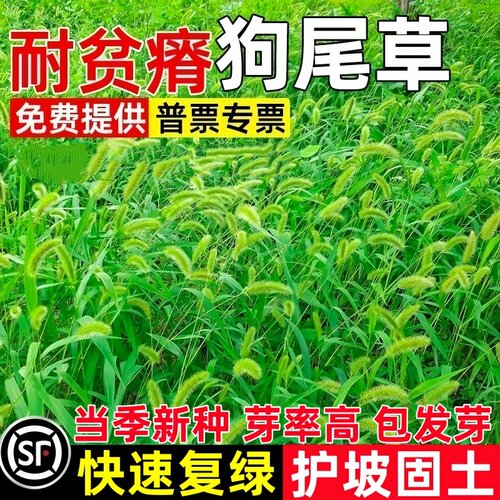 狗尾巴草种子孑野草种杂草种籽狗尾草种耐旱绿化观赏草籽护坡牧草