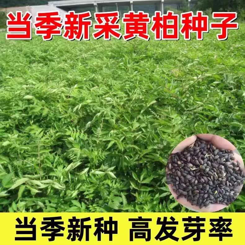 新采黄柏种子耐寒黄白皮树种元子庭院厚朴黄菠萝绿化行道林木种子
