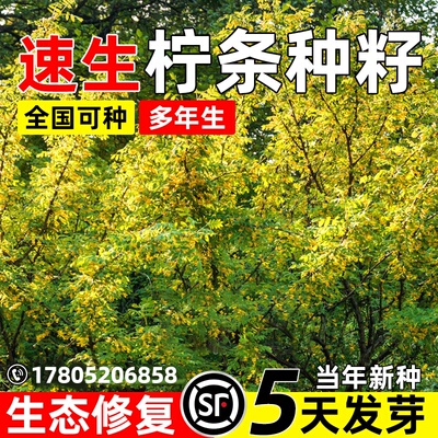 拧条种子速生蜜源植物饲用牧草生态修复护坡绿化耐寒耐贫瘠草种籽