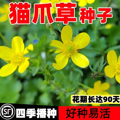 猫爪草种籽四季种植抗病早熟高产易成活新鲜种子中药材种苗