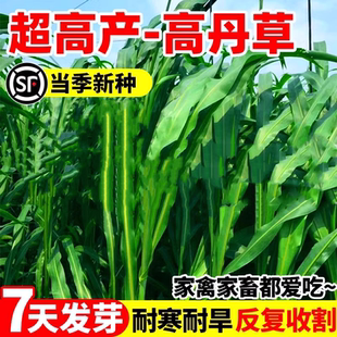 高丹草种子高丹王苏丹草四季高产草籽养殖猪牛羊兔鱼草牧草种籽孑