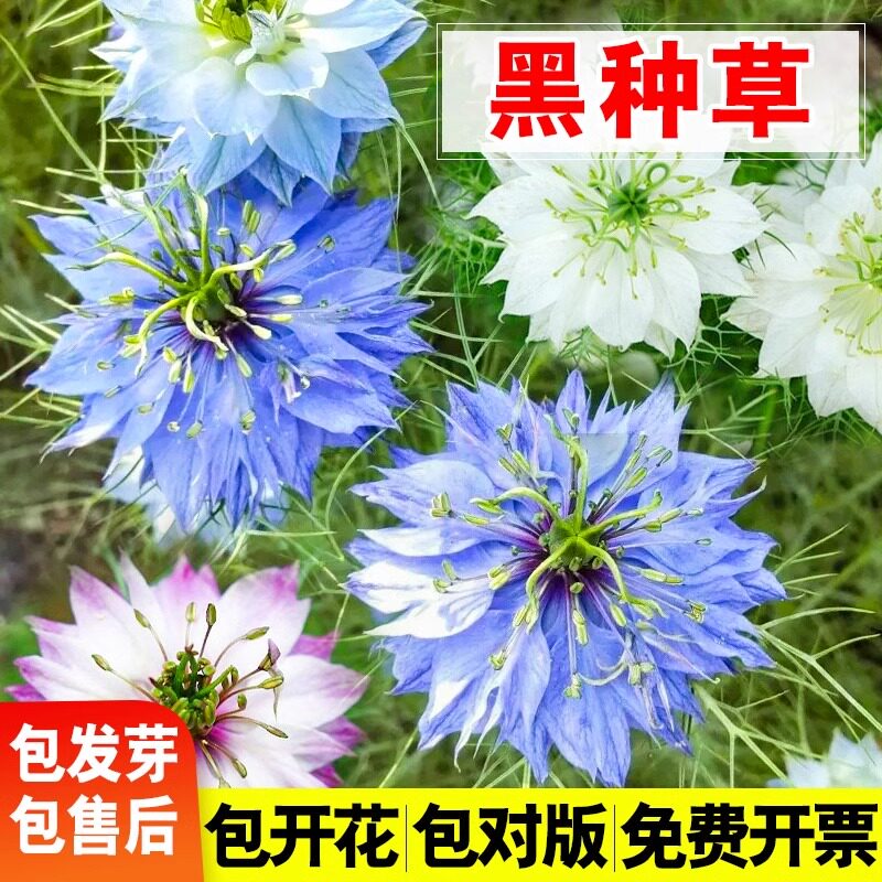 黑种草种子波斯宝石黑子草籽阳台盆栽四季景观绿化植物花卉种籽孑