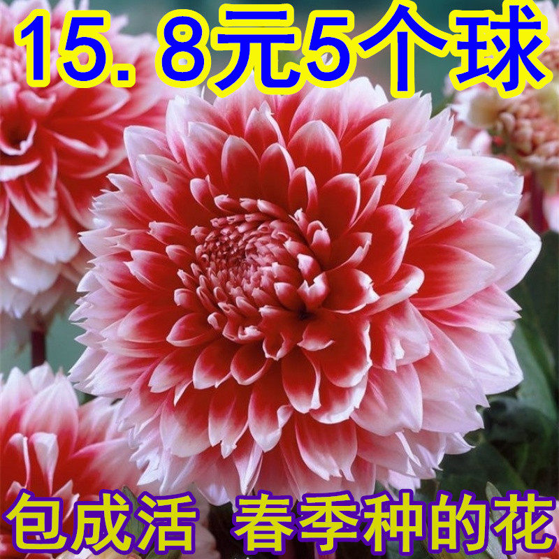 大丽花种球根室内外多年生大丽菊盆栽地瓜花种子庭院花卉四季开花