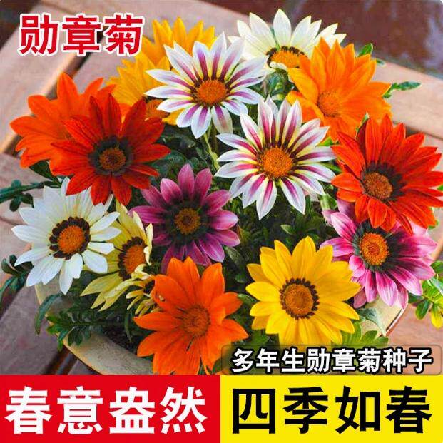 进口勋章菊种子四季栽培图片