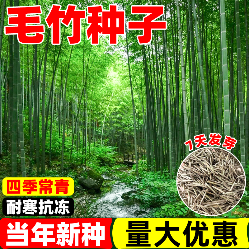 毛竹种子苗户外绿化四季常青黄金竹罗汉竹耐寒南北方大型竹子种籽