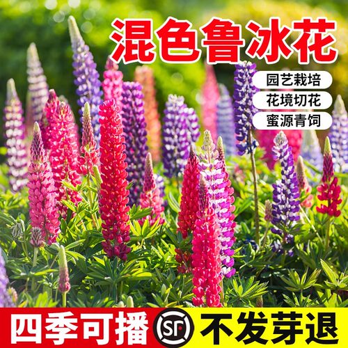 鲁冰花种子四季生室外阳台庭院
