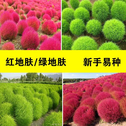 地肤种子阳台景观花海庭院扫帚苗