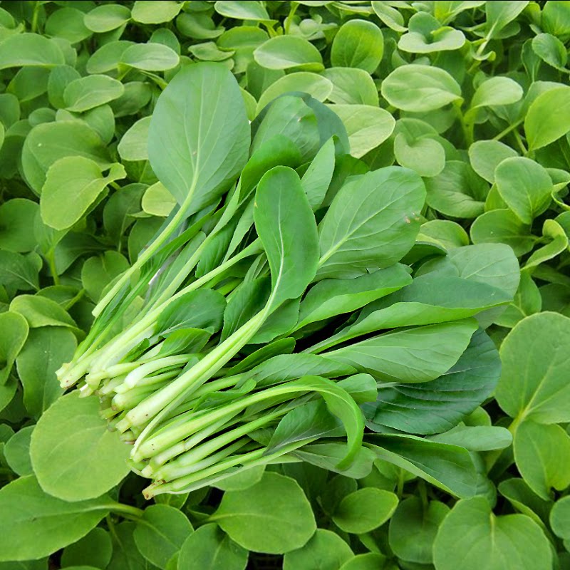 鸡毛菜种子种籽四季小白菜青菜油菜上海青阳台盆栽蔬菜菜籽孑籽种