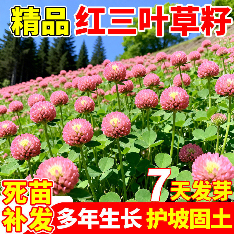 三叶草种子白三叶草籽红三叶草籽四季青草坪牧草果园绿肥四季播种