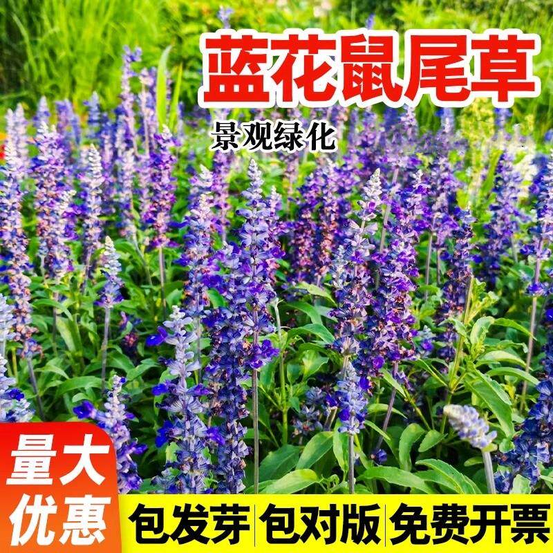 蓝花鼠尾草种子一串蓝花卉花籽四季播种开花庭院耐阴植物花种籽子