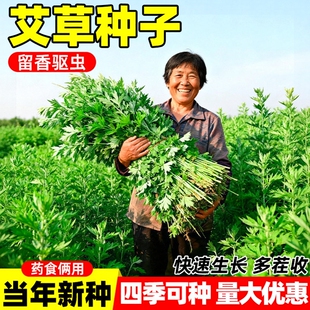 艾草种子食用艾蒿艾草籽种驱蚊草植物室外庭院四季种植除虫花草