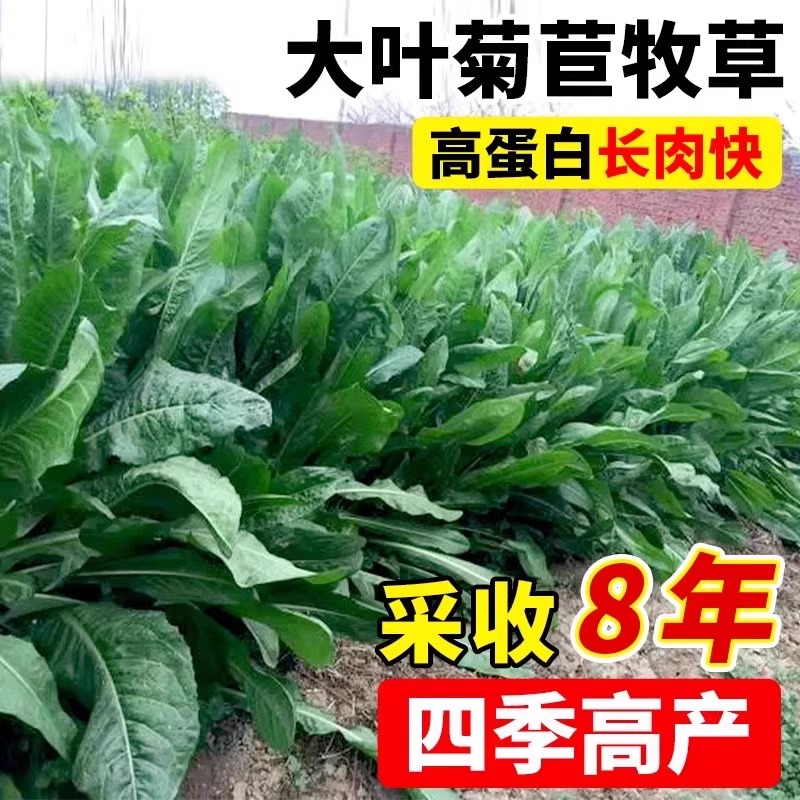 将军大叶菊苣草种籽四季养鸭鹅鸡兔牛羊喂猪菜种孑多年生牧草种子