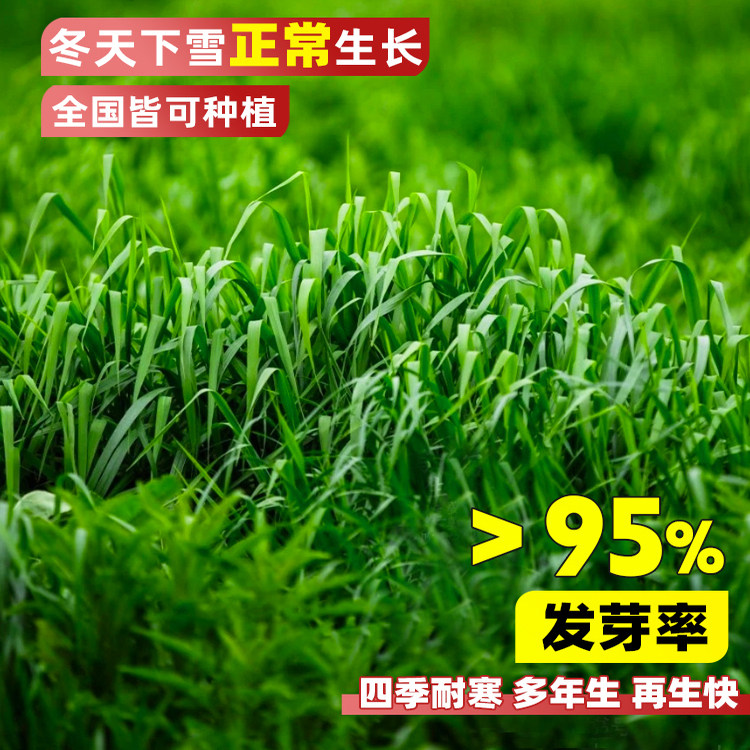 进口耐寒牧草种子多年生黑麦草种子四季常青鸡鸭鹅猪牛羊鱼草种籽
