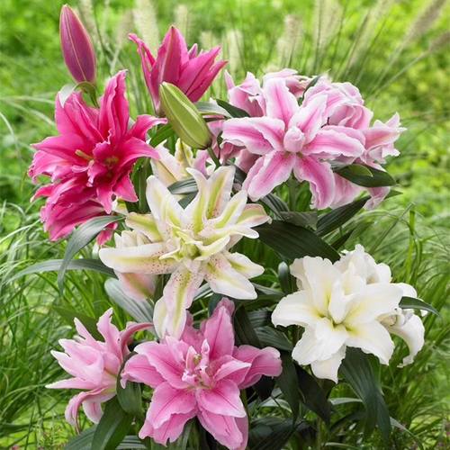 香水百合花盆栽质量怎么样 香水百合花盆栽口碑怎么样 小麦优选