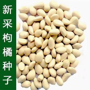 新采枸橘种子枳壳种子香橙红橘种子柑橘马甲子嫁接砧木带刺篱笆墙