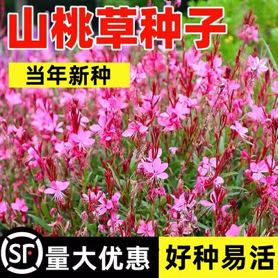 山桃草种子千鸟花种籽白蝶草阳台盆栽四季播种开花易活种籽玉蝶花