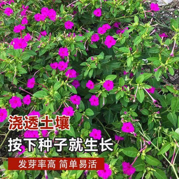 紫茉莉花种子驱蚊花草地雷花籽胭脂花阳台好种盆栽简单好