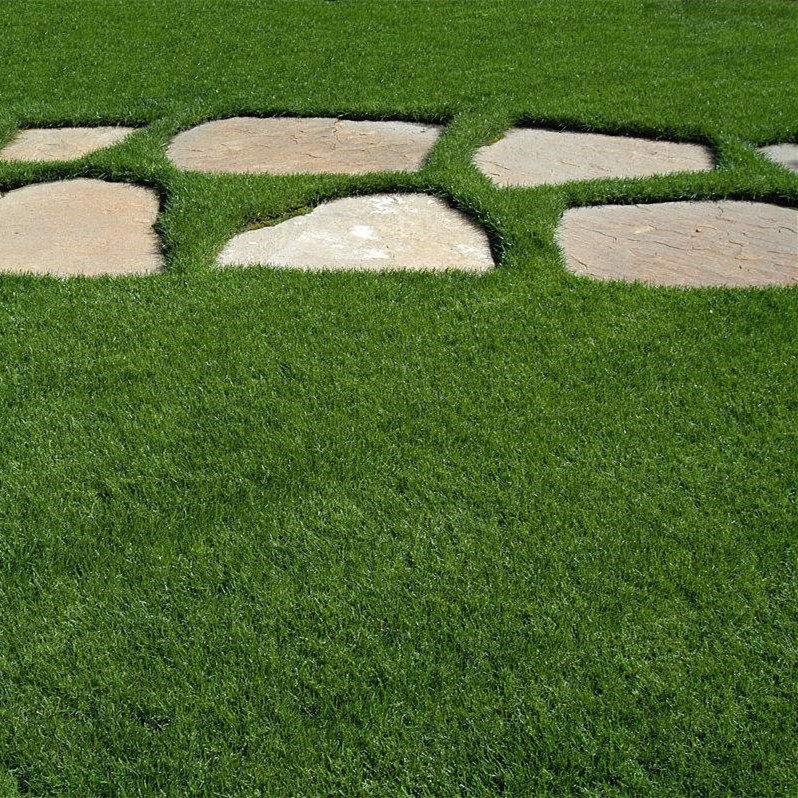 草坪种子美国四季青草坪狗牙根草籽球场庭院护坡种子不修剪耐践踏