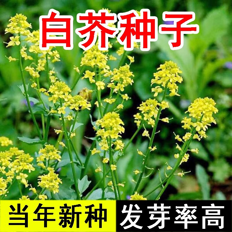 白芥子种子中药材新货克籽白芥末籽白芥子种子白芥子粉可磨白芥末