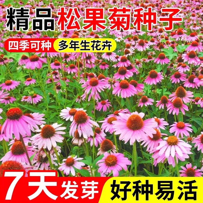 松果菊花籽花种子多年生宿根耐寒春播庭院花卉种子景观绿化花园艺