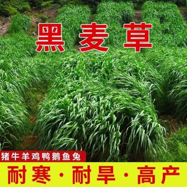 进口耐寒牧草种子多年生黑麦草种子四季常青鸡鸭鹅猪牛羊鱼草种籽