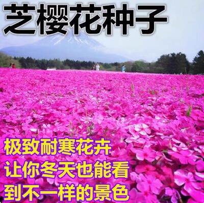 耐寒芝樱花种子籽福禄考花种籽四季开花室外北方阳台见土就活花种