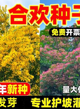 新采红花合欢种子合欢种子银合欢种子金合欢种子粉花树种子包发芽