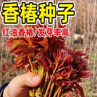 香椿籽种籽红油四季香椿树苗芽种孑水培种植树种嫩芽四川云南香椿