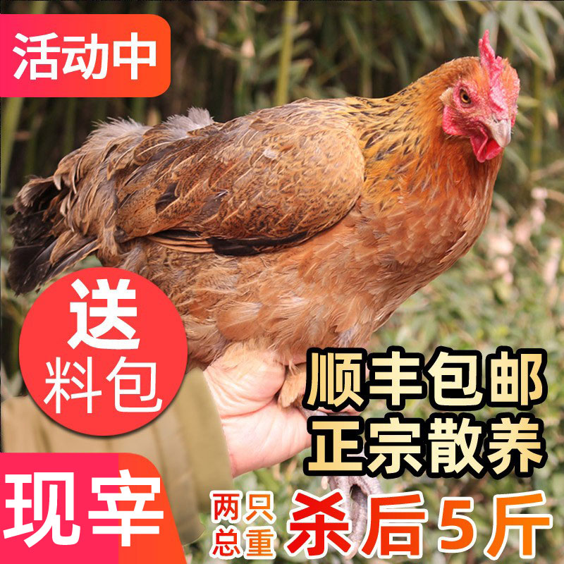 2只正宗散养农村新鲜现杀老母鸡
