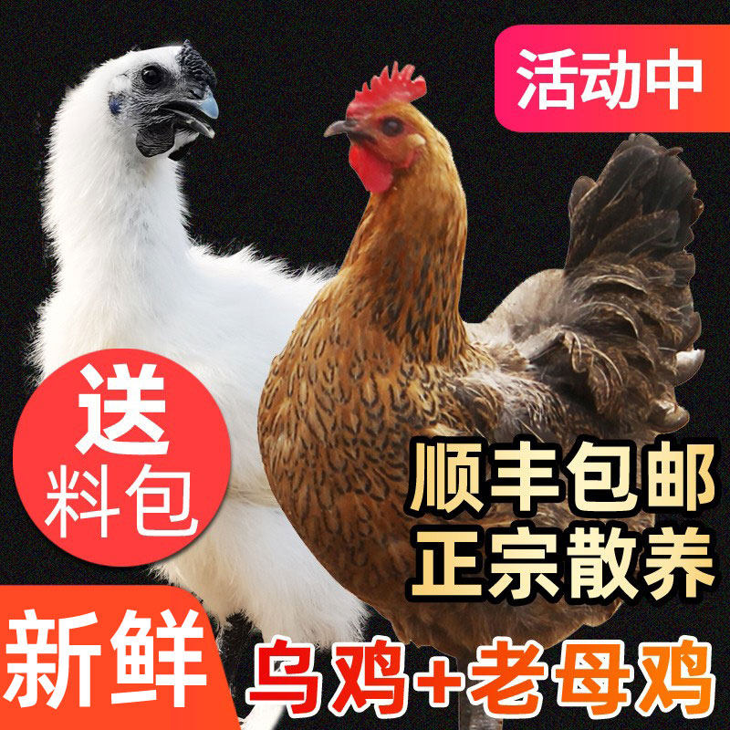 正宗老母鸡乌鸡农家散养土鸡新鲜现杀顺丰包邮笨鸡走地鸡草鸡柴鸡