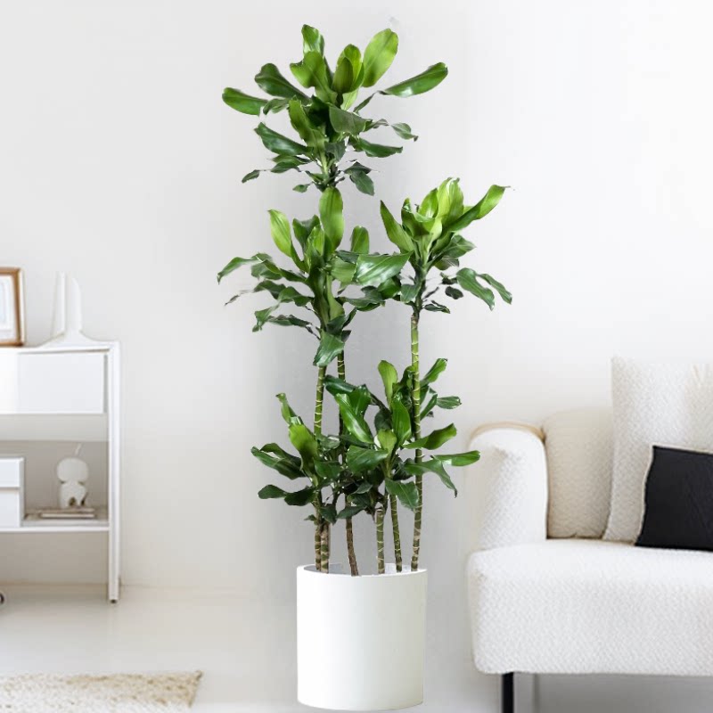螺纹铁植物盆栽室内客厅办公室大型绿植龙血树乔迁落地绿植物好养