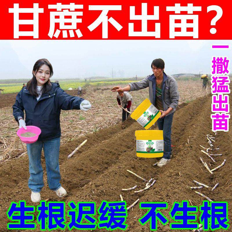 甘蔗专用生根剂生根壮苗剂催芽爆根爆芽专用生根粉岔头多农用肥料