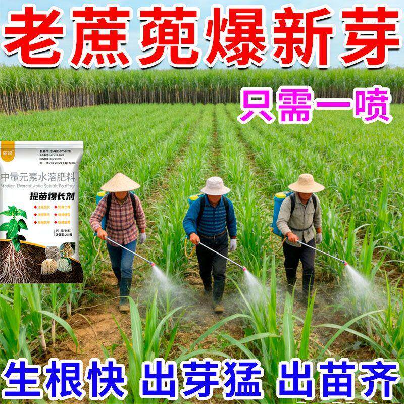 甘蔗喷兜爆芽生根壮苗增产剂