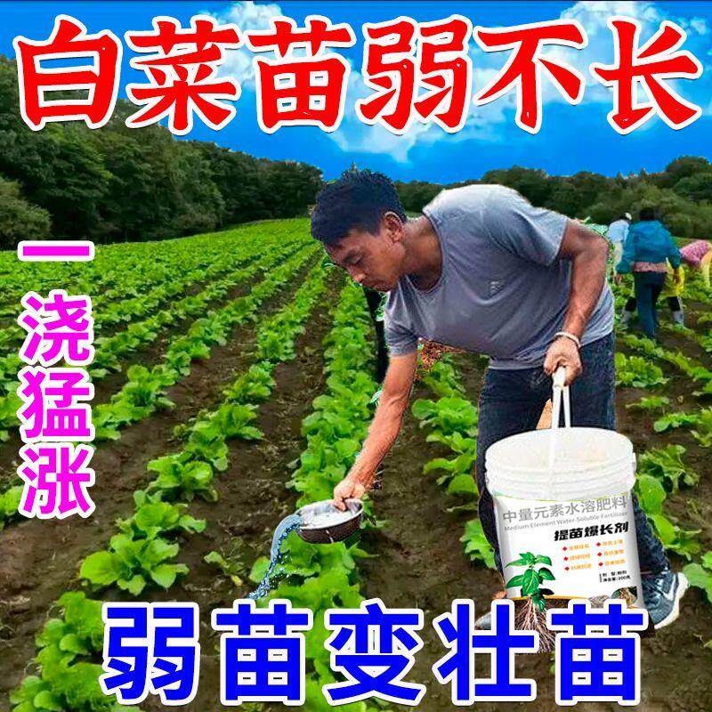 白菜提苗暴长剂壮苗快速增长防黄叶根腐根肿死棵防腐促包心增产肥