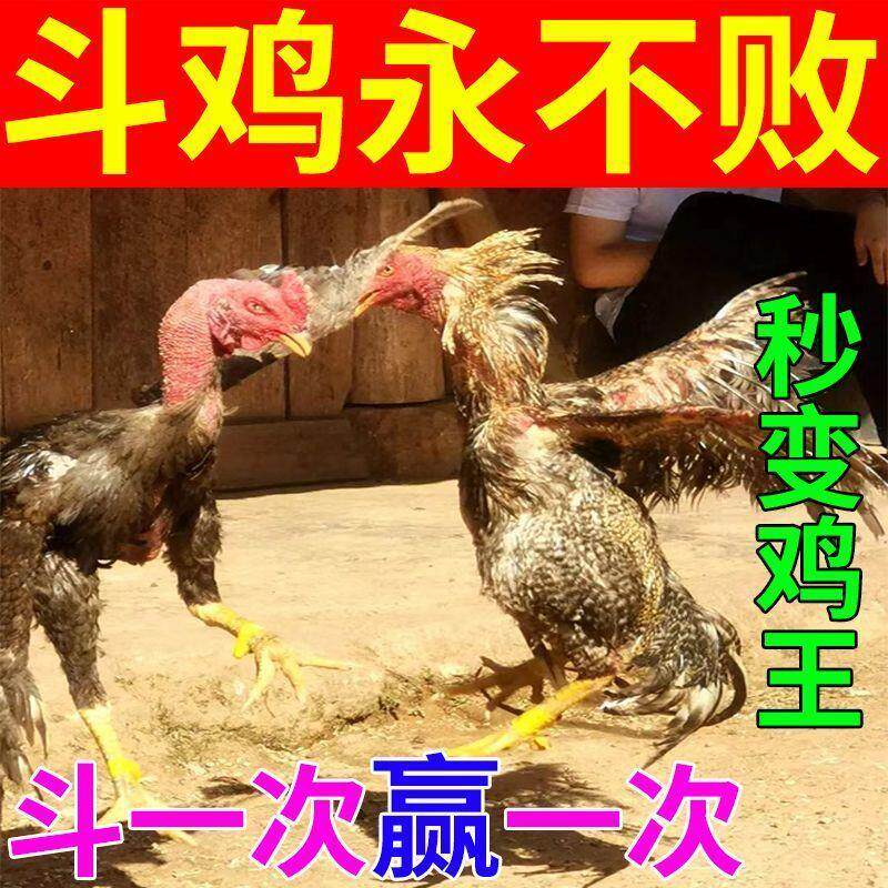 斗鸡打料越南鬼斗鸡成年斗鸡王斗鸡用品斗鸡用品专用比赛抗打斗鸡