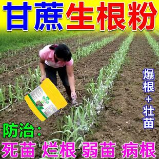 【猛生根】甘蔗生根剂快速生根液扦插移栽育苗强力生根精壮苗剂