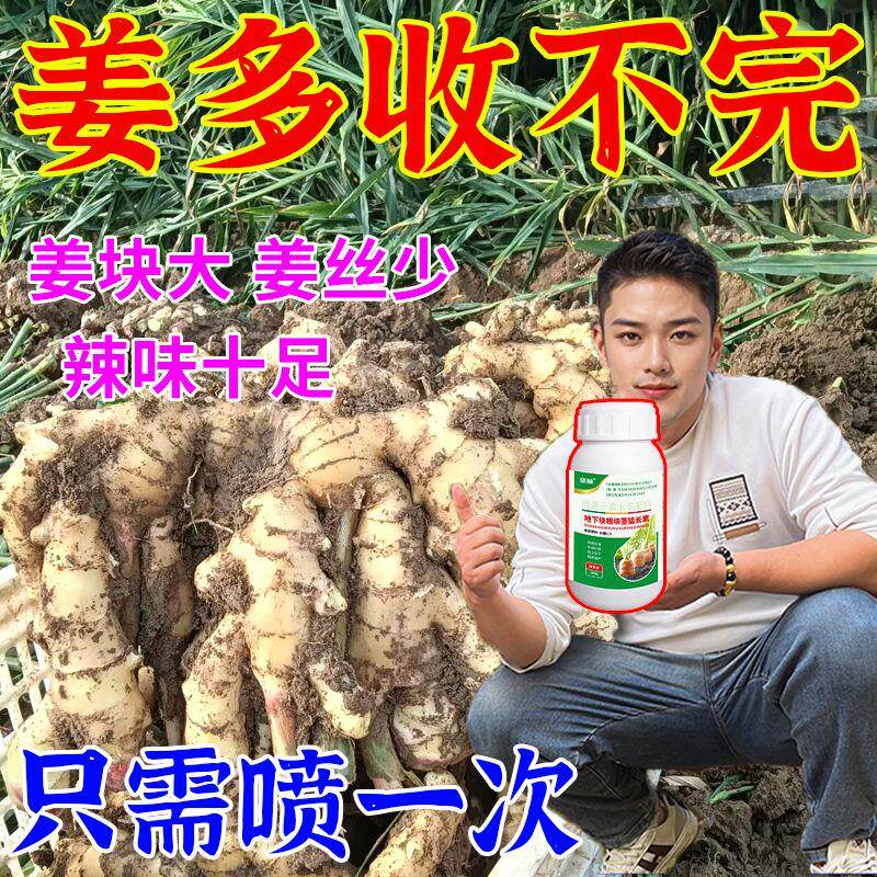 生姜控旺膨大素促下根茎增产