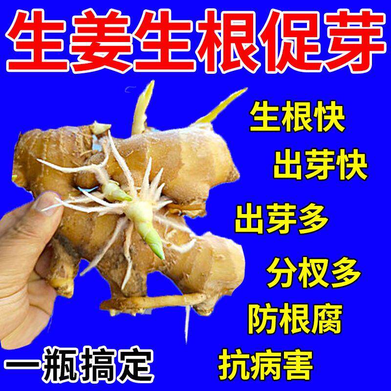生姜拌种剂催芽生根提高发芽壮苗促分杈防姜瘟杀菌姜种大姜浸种剂
