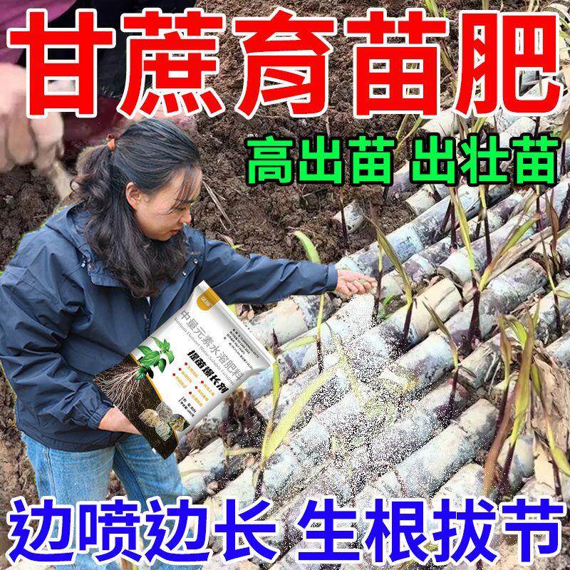 甘蔗专用生根壮苗芽生根液