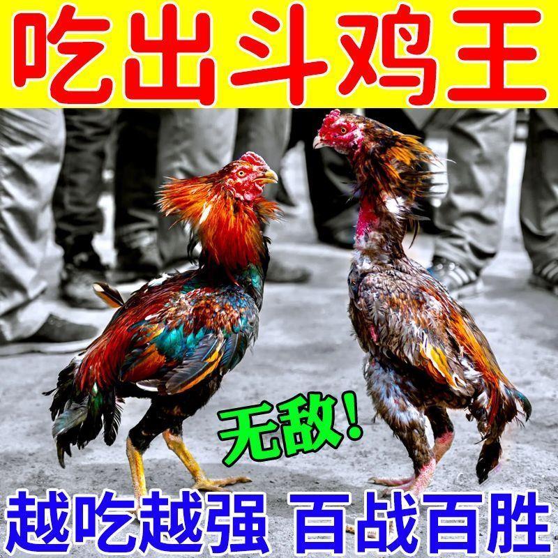 吃出战斗鸡斗鸡比赛训练饲料