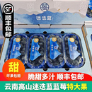 包邮 迷迭蓝云南蓝莓L25花香蓝莓超大果24 新鲜水果孕妇水果顺丰