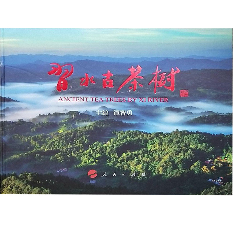 習水古茶树